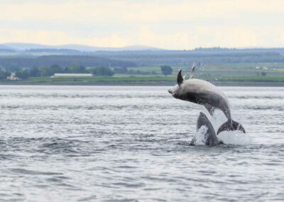 Bottlenose dolphins Chanonry Point