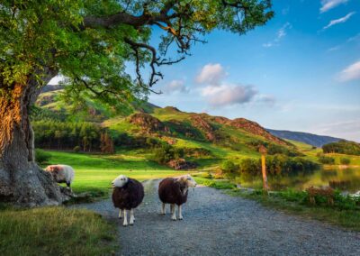 Curious Sheep on Pasture Sunset Lake District