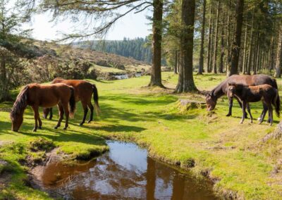Dartmoor Ponies Bellever Dartmoor National Park