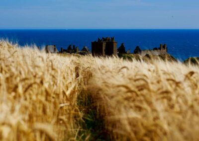 Dunnotar Castle and fields of barley