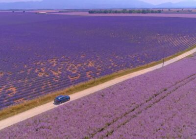 French Lavender Fields 1