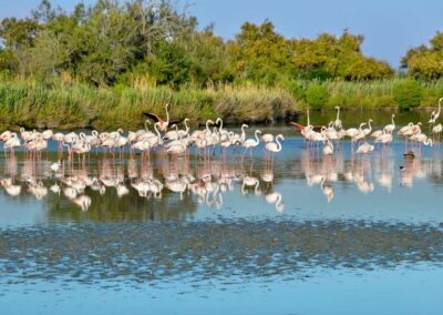 Group of flamingos in Camargue France