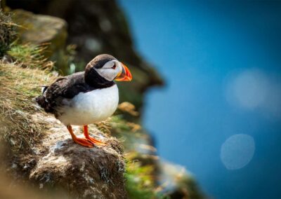 A puffin sits on the coastline of Scotland in front of a blue sea. An icon of Scottish wildlife.