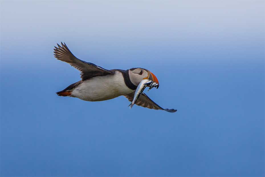 Puffin with fish in scotland