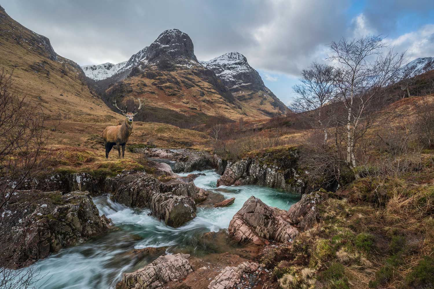 A stag in Glencoe, used to highlight the who we are of Turas Travel