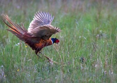 common pheasants fighting in a grassy field
