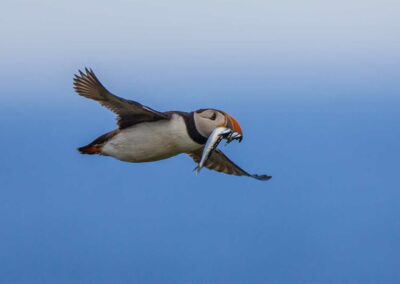 flying puffin with fish