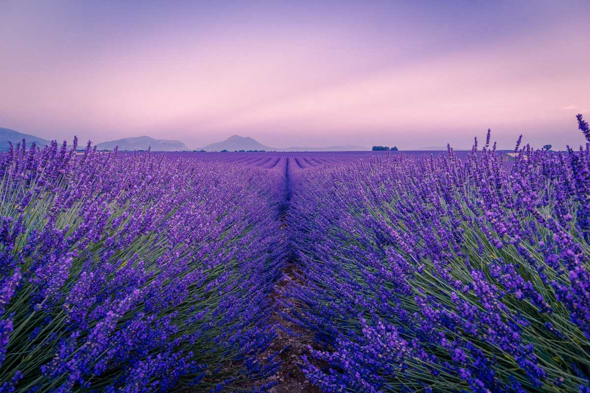 french lavender fields
