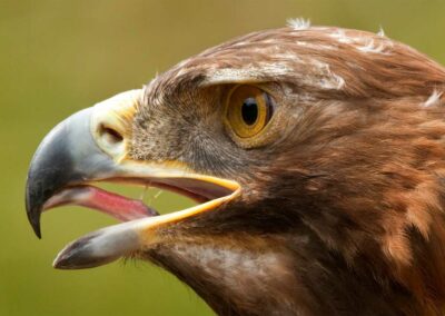 golden eagle scotland