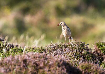 meadow pipit bird in scotland