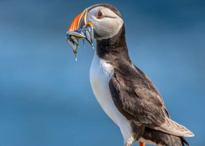 A puffin sits on a rock with a collection of small fish in its mouth. Used to illustrate the UK and Ireland Wildlife vacations page of the Turas Travel website.