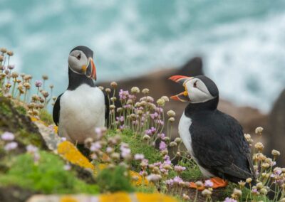puffins on the coast of scotland