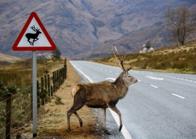 red deer stag scotland