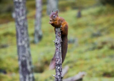 red squirrel in scotland