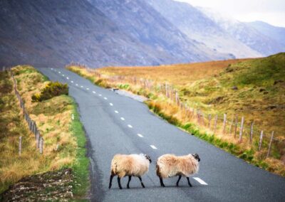 sheep on a country road in connemara 1500