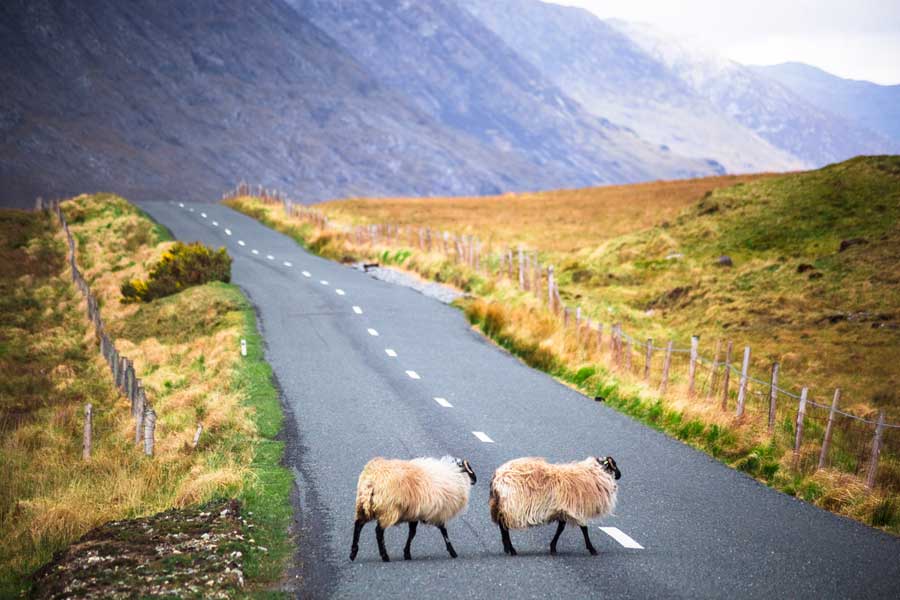 sheep on a country road in connemara 900