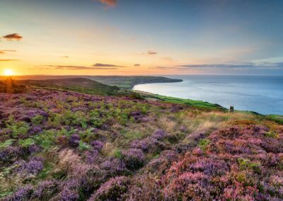 summer heather in bloom on the north york moors