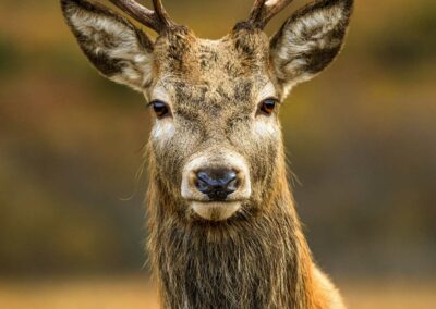 vertical shot of a red deer in scottish highlands